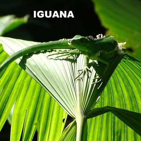 Manuel Antonio Park House - Adults Only Hotel Exterior photo