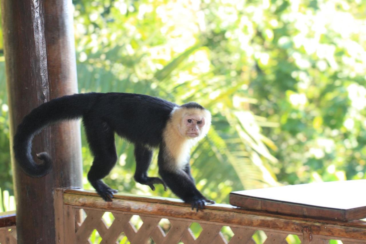 Manuel Antonio Park House - Adults Only Hotel Exterior photo